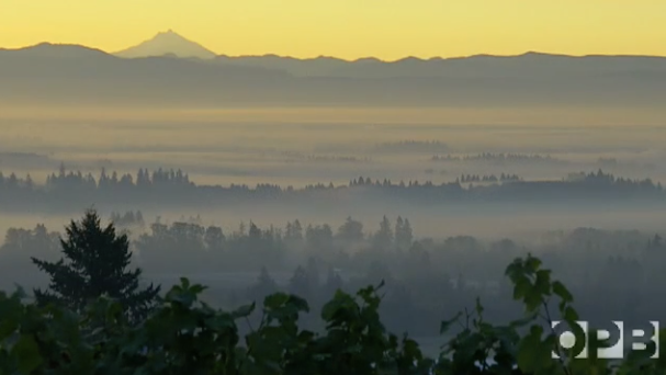 Oregon Wine: Grapes of Place
